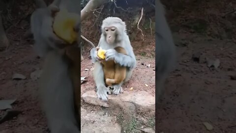 monkey video #shorts #trending