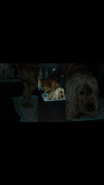 #dogshow , #animals , #dogs , #shorts