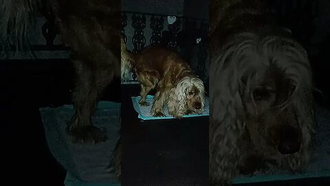 #dogshow , #animals , #dogs , #shorts