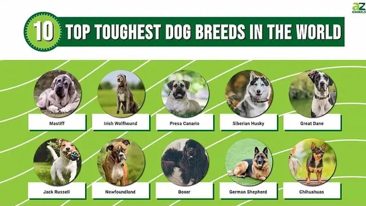 8 Most Strongest Dangerous and Fearless Dog Breeds