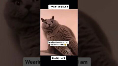 Funny cat videos#funnytiktokvideos #justforlaughs #funnyvideos#funnytiktokcompilations #shorts