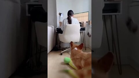 PAY ATTENTION TO ME!! #shorts #short #pets #funny