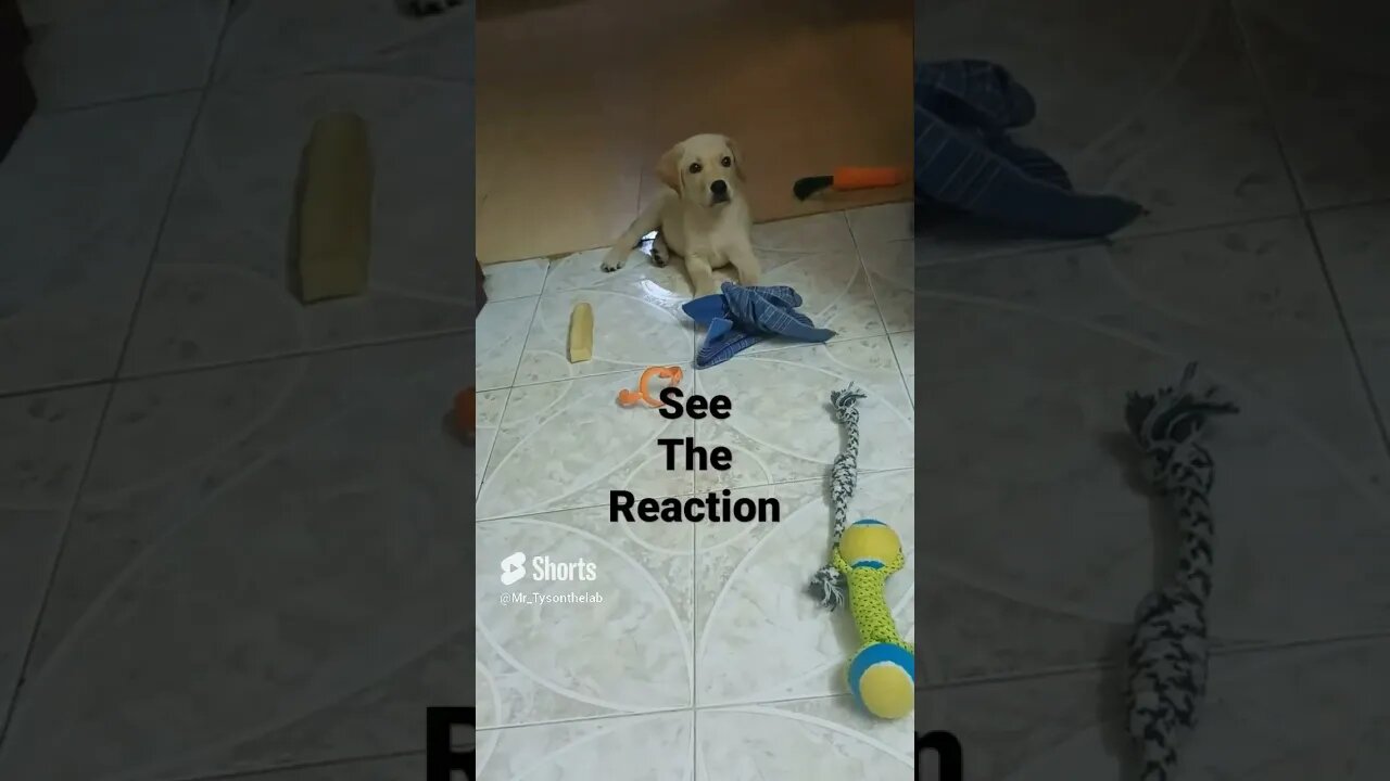 reaction #shortsfeed #shorts #dogs