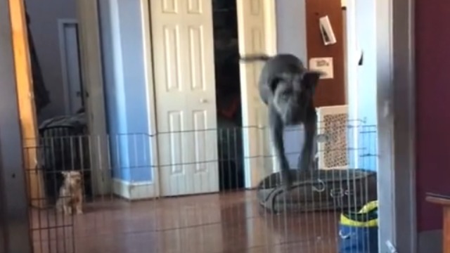 Dog clears very tall gate with ease