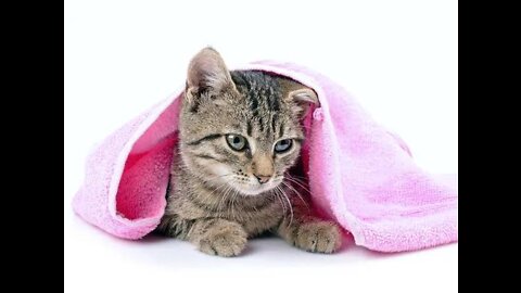Most Funniest Cat Videos 2022