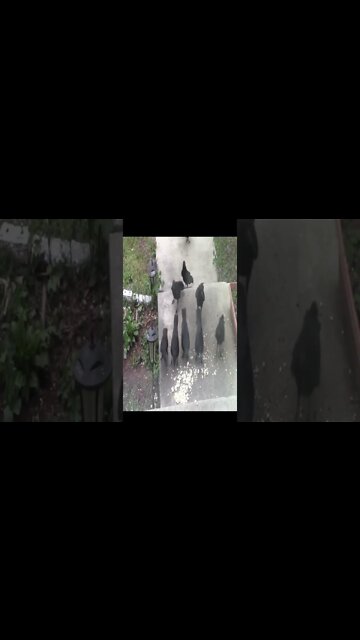 Ravens Love Popcorn 🍿#Shorts