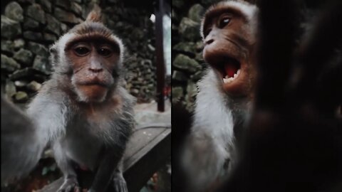 This monkey is trying to take selfie