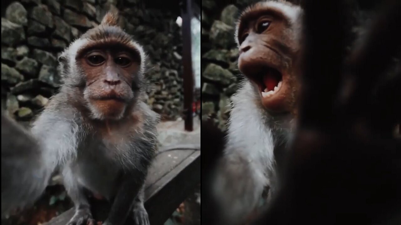 This monkey is trying to take selfie