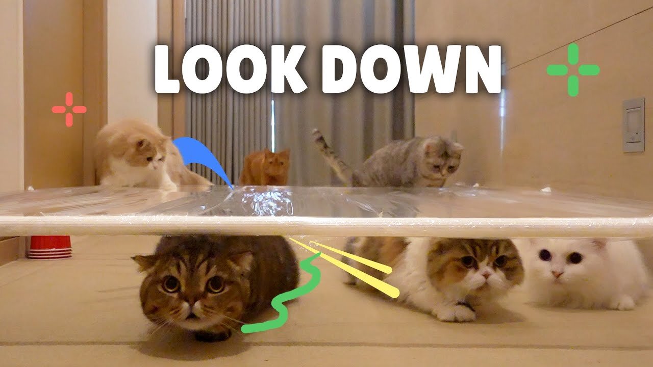 2024 latest Funny Cat Crawl Challenge!