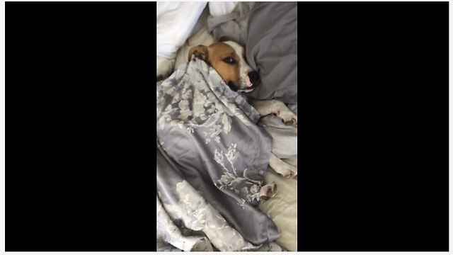 Lazy dog snuggles in bed just like a human!