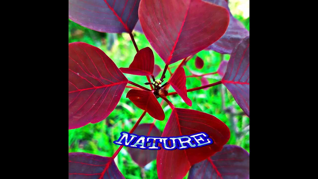 NATURE (Natural beauty)