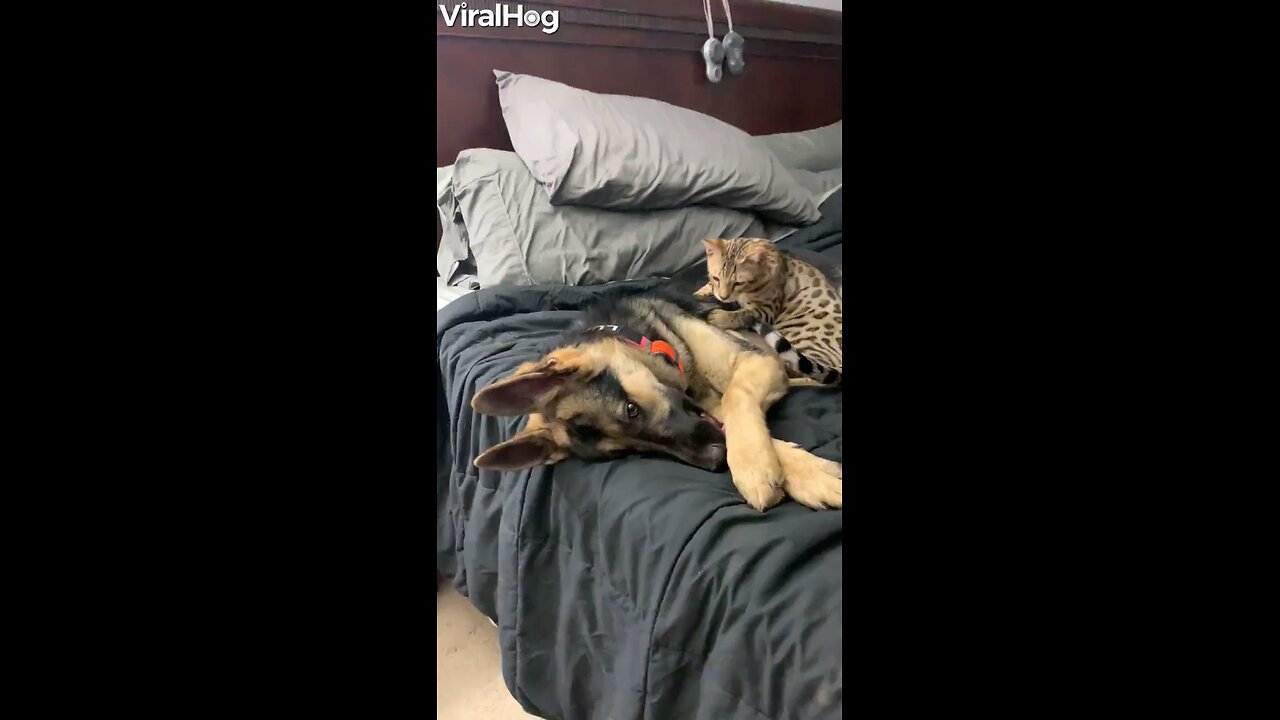 Cat Gives a Great Massage to German Shepherd