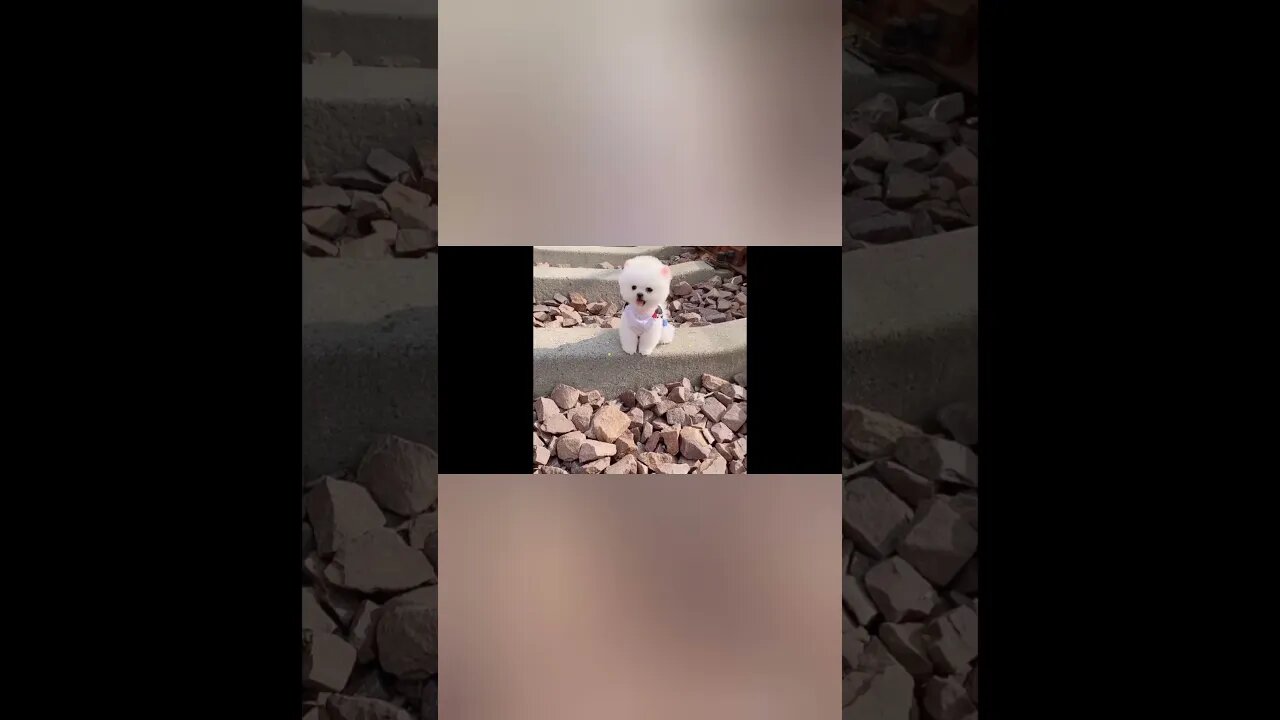 funny Dog compilation video