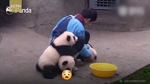 Funny panda plays a lot and does not eat