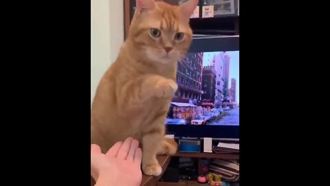 Better Luck Next Time Hooman