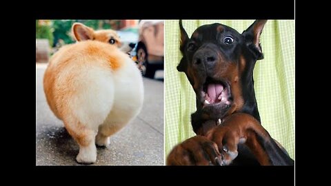 Funny Animal Videos That Are IMPOSSIBLE Not To Laugh At 😂 (CUTE)