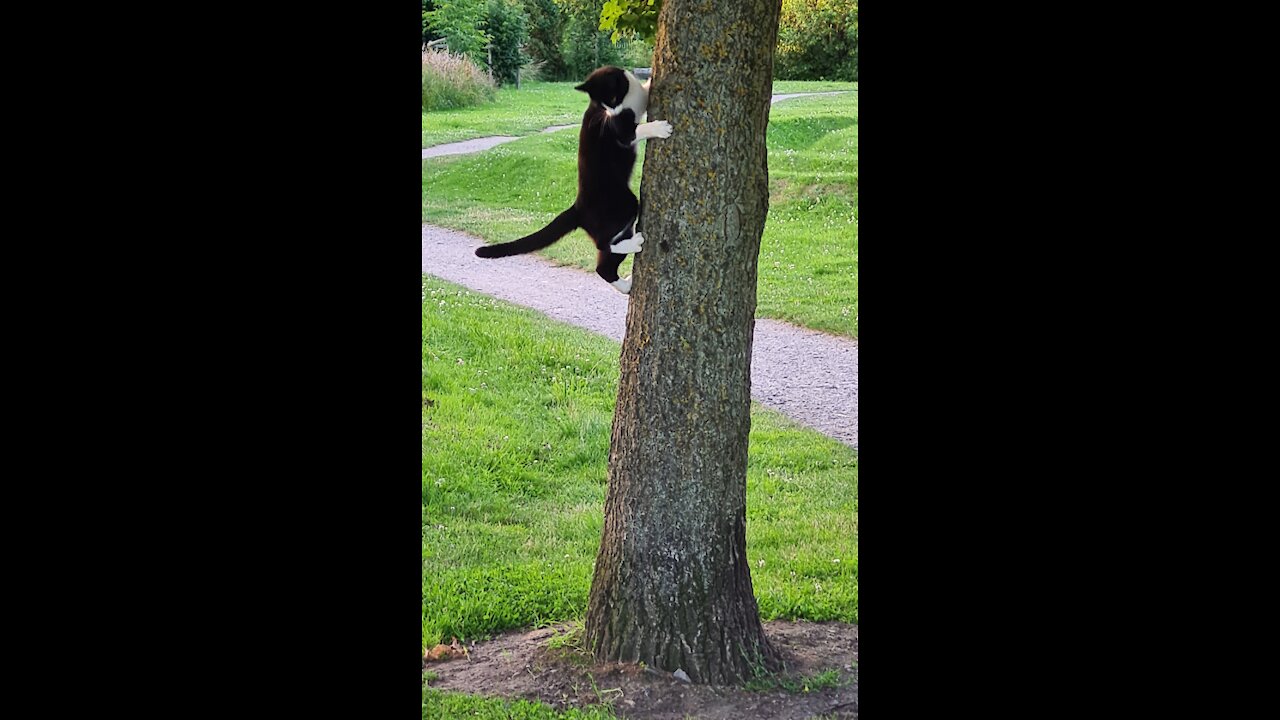 Loki goes for a walk