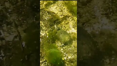 🐢 Turtle 🐢 underwater at the Wacissa River #shorts
