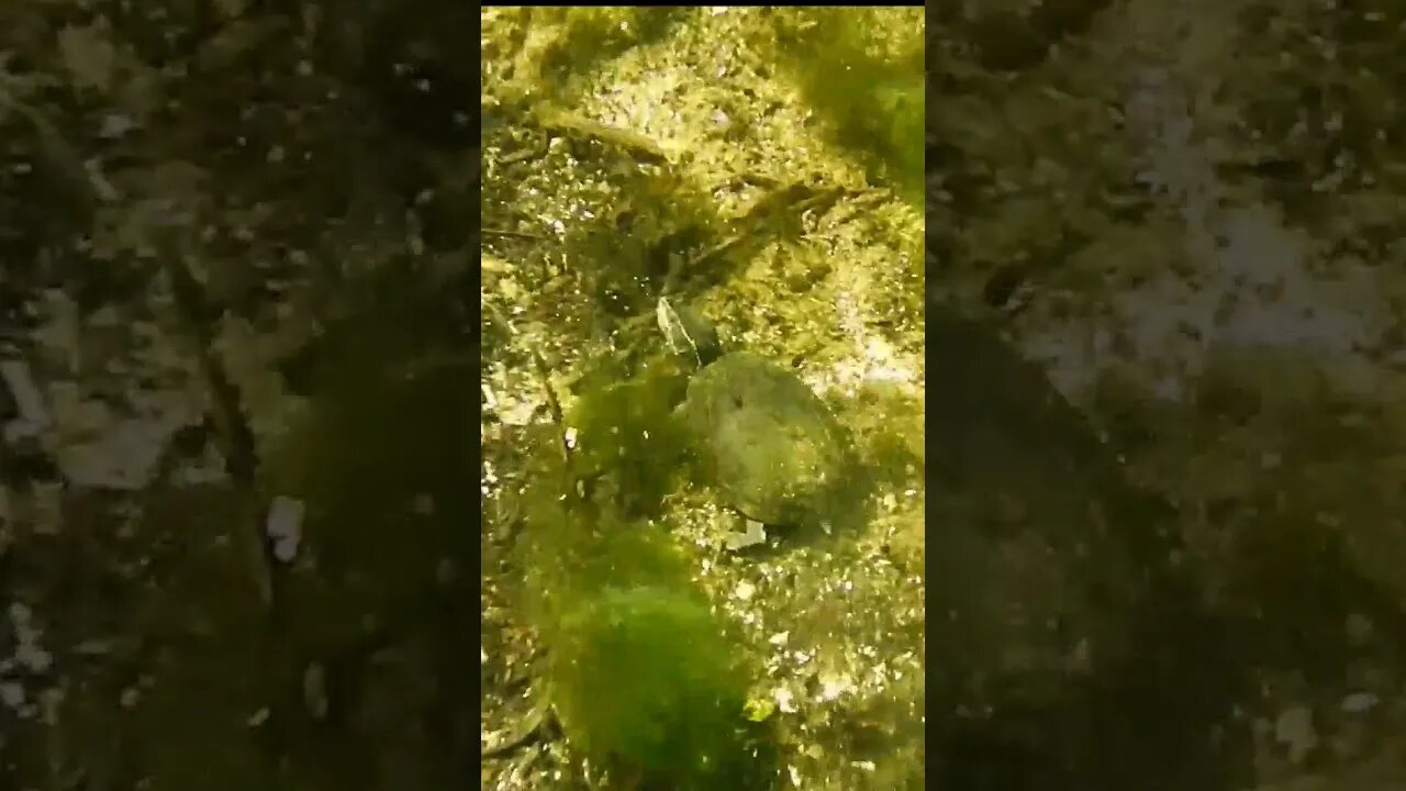 🐢 Turtle 🐢 underwater at the Wacissa River #shorts