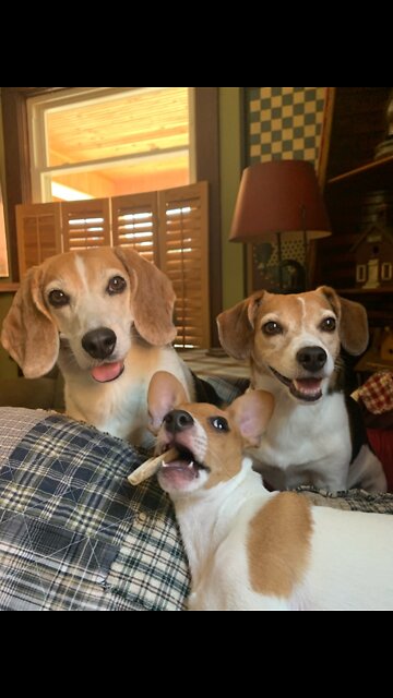 Sibling Sister Pup's Against 8 Mouth Old Pup