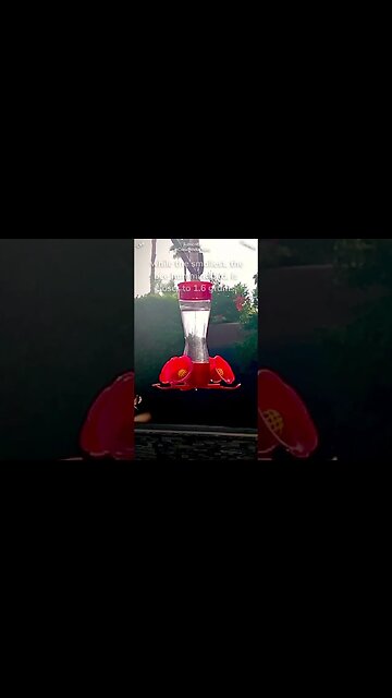 Most hummingbirds weigh less than a nickel #birds #shorts