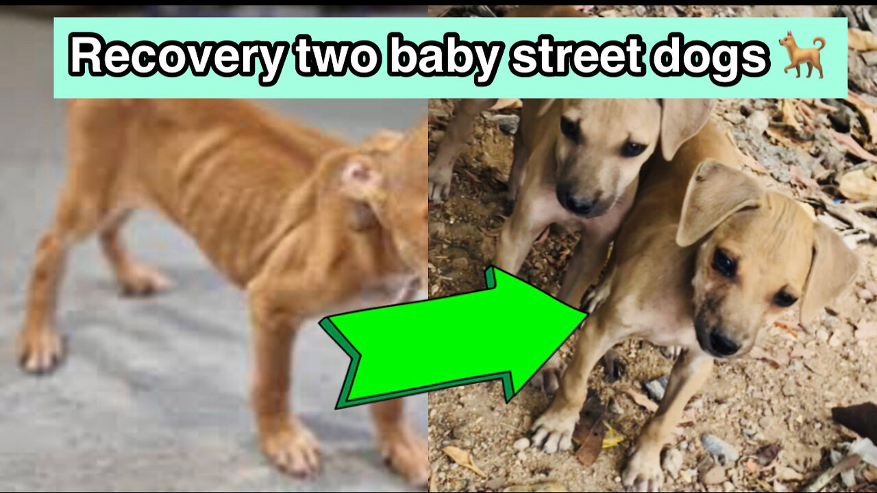 New born Street puppies | before after