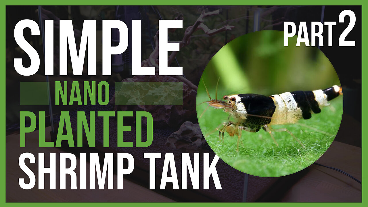 How To Build An EASY Shrimp Tank | Part 2