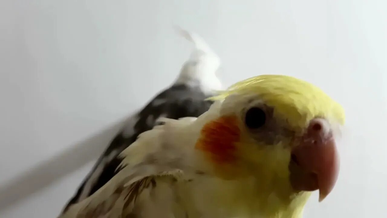 4K HDR Video – Beautiful Lovebird | Budgies and Cockatiel Birds Playing and Feeding-5