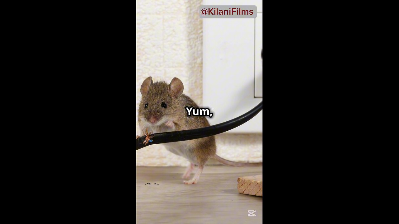 Why Do Mice Chew Wires And How To Stop Them! #shorts #mice #rat #animals #howto