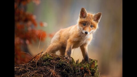 Adorable Baby Fox Pups Playing