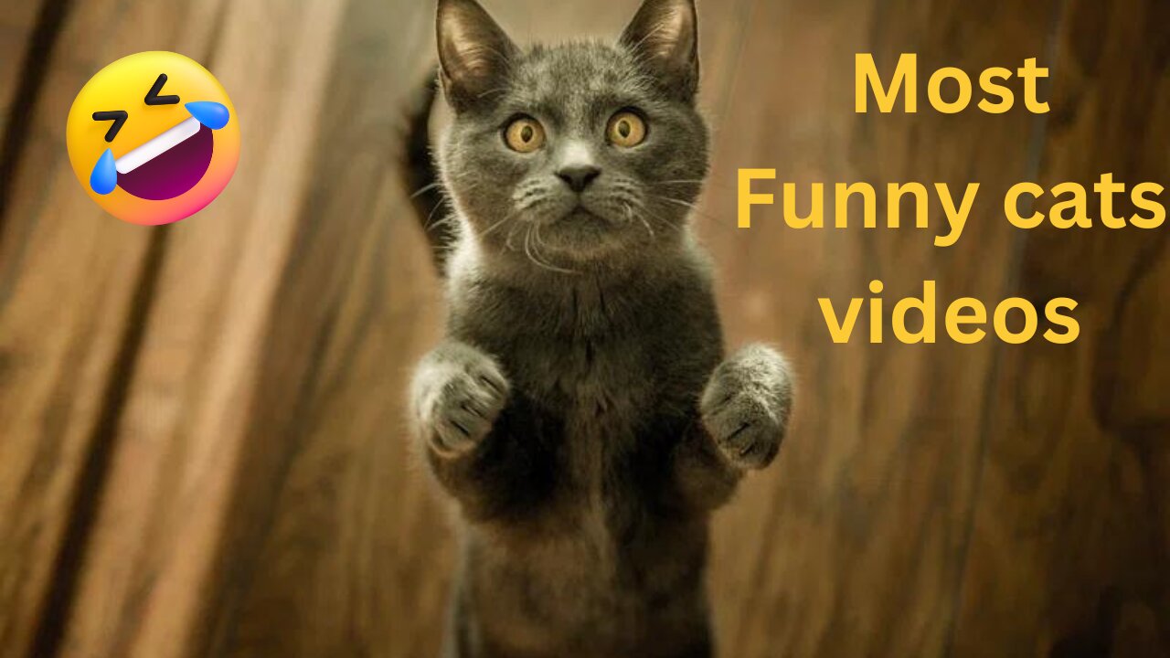 😹🎥 Most Hilarious Cat Videos Ever! 🐾 Laugh-Out-Loud Moments with Feline Friends! #FunnyCats