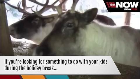 WATCH: Santa checks on reindeer helpers at the Milwaukee County Zoo