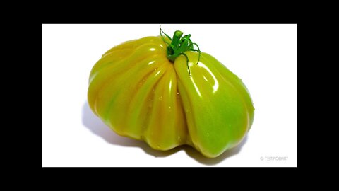 Oxheart Tomato Timelapse