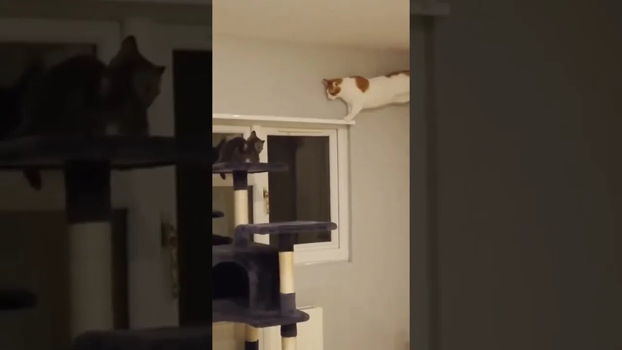 наши милые котики (5)