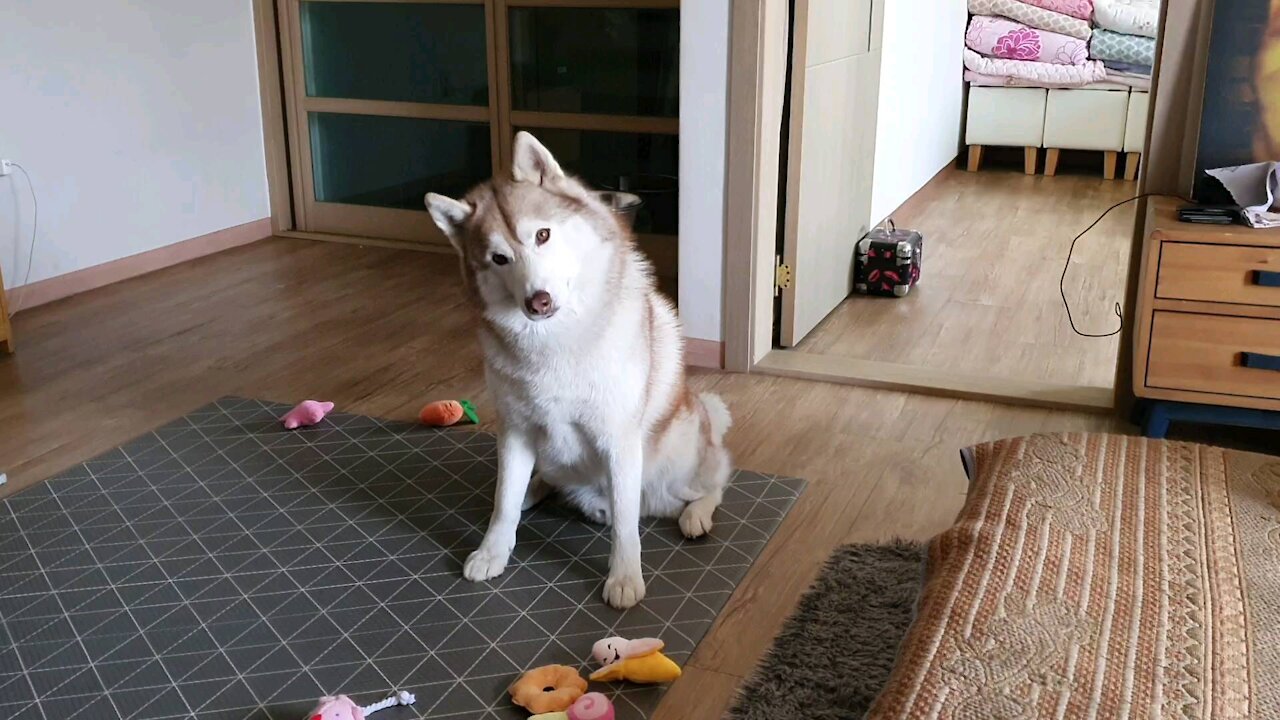 Tilting Siberian Husky...so cute doggy