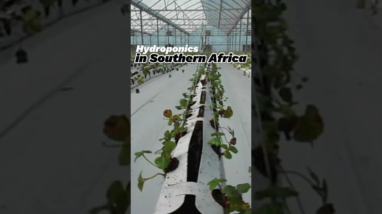 Hydroponics (Short) - it's right in South Africa; fan-made fun for U! #hydroponics #greenhouse