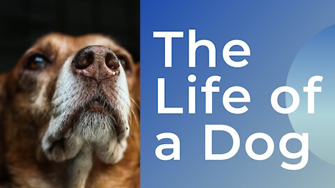 The Life of a Dog Called basil