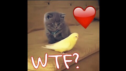 Cat v bird😼