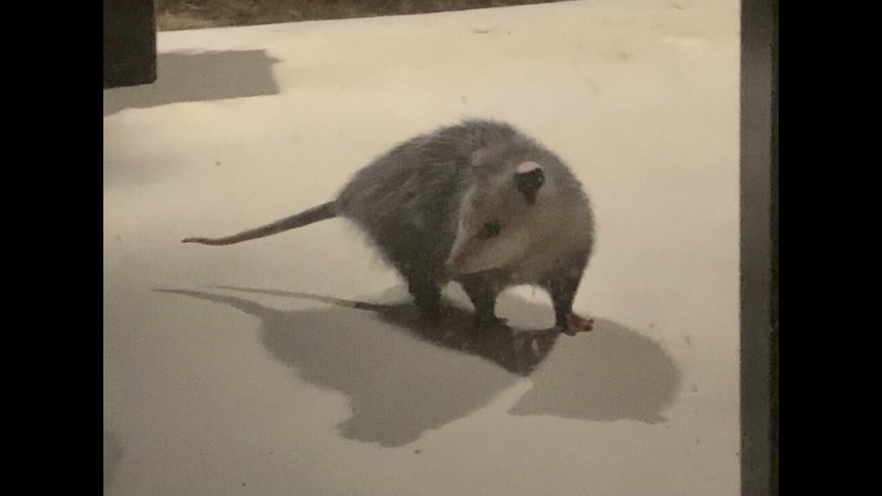 Friendly Possum Stops By For a Bite to Eat on Our Front Porch