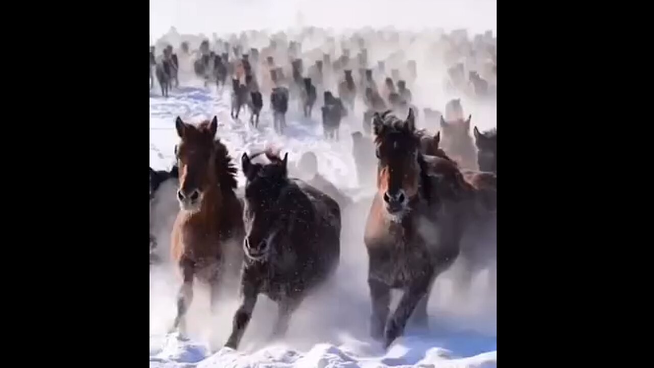 Herd of Horses Galloping Through The Snow