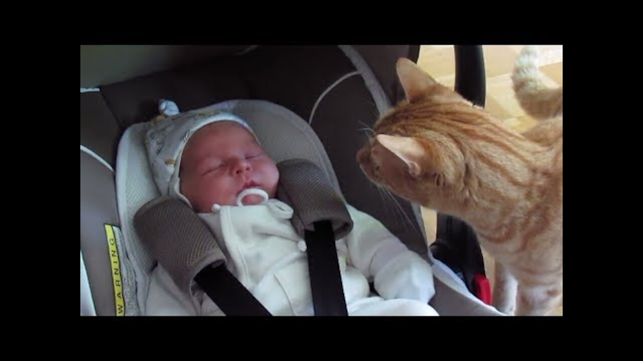 Cats meeting babies for the FIRST TIME compilation (CUTE)