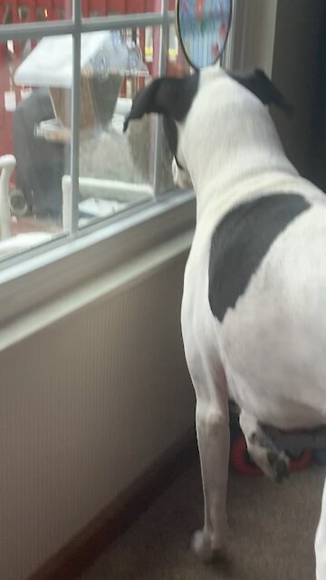 NEW FRIENDS DOG AND SQUIRREL