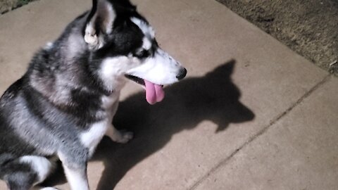 Husky Runs Around Outside In The Dark