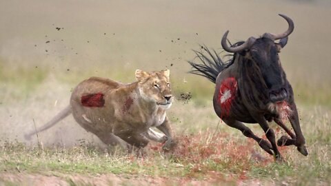 l - Who Would Win? Animal vs Animal Fights