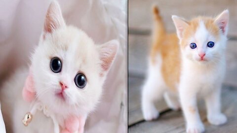 Oh my God so cute cat