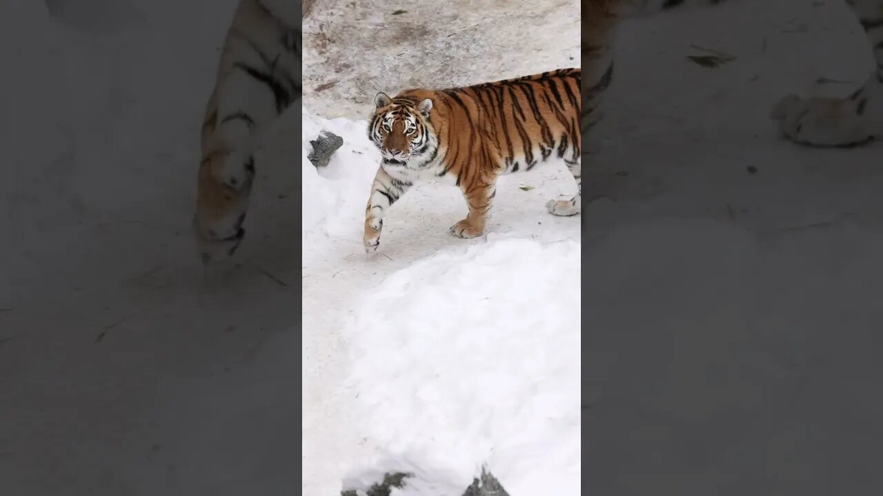 Tigre de Bengala no Zoo com Neve #shorts