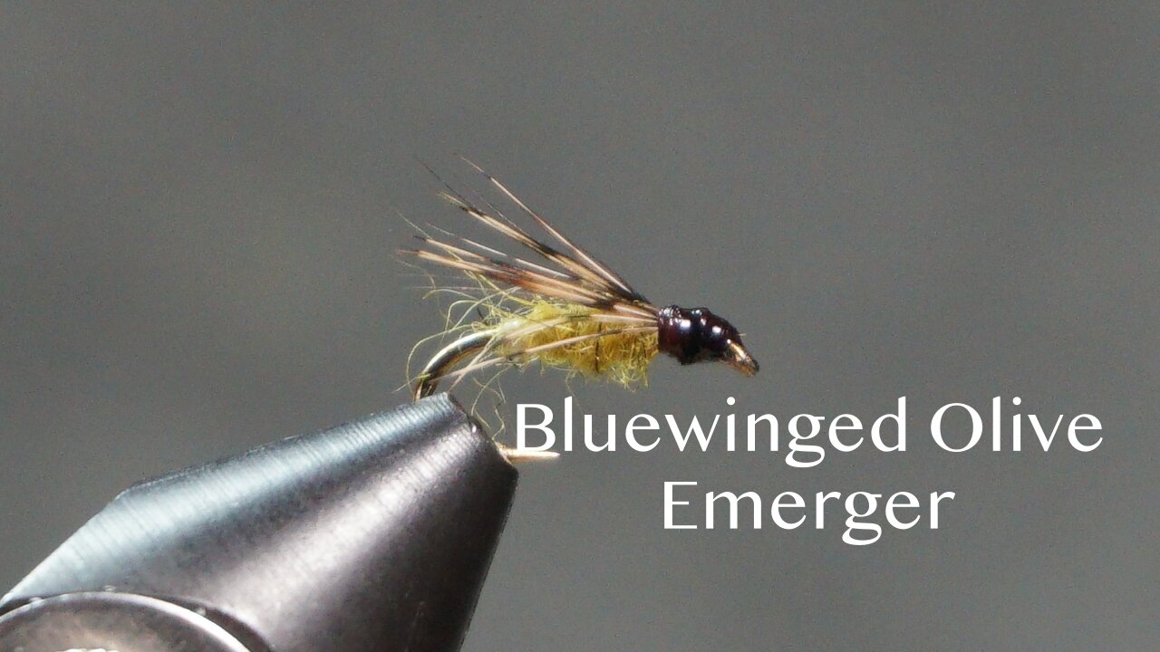 Blue-winged Olive Emerger