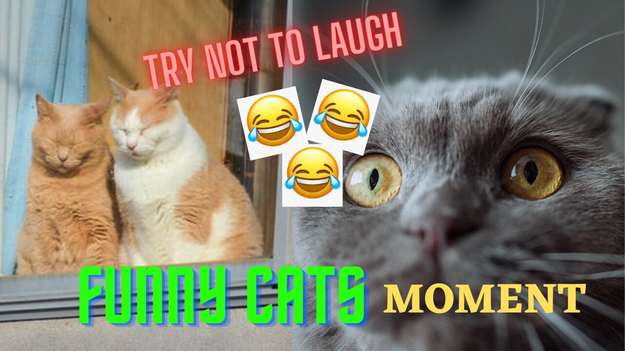 Funniest Cats 😹 - Don't try to hold back Laughter 😂 - Funny Cats Life