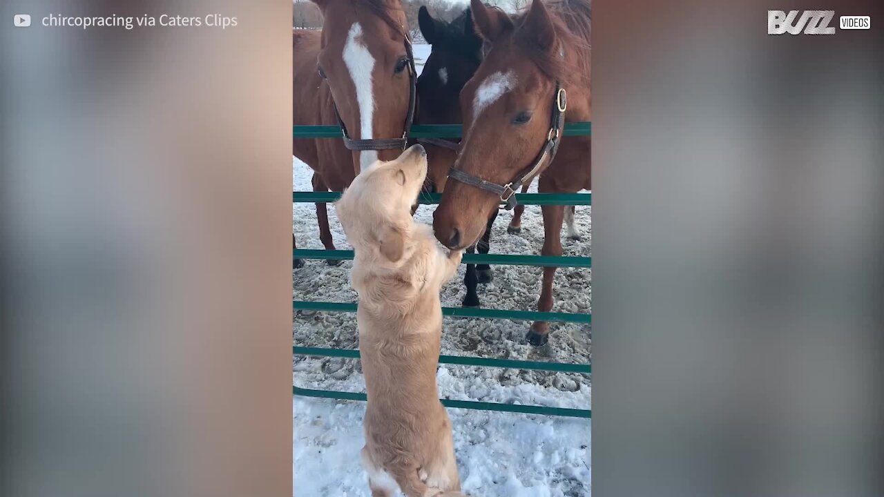 Ce chien s'entend à merveille avec les chevaux