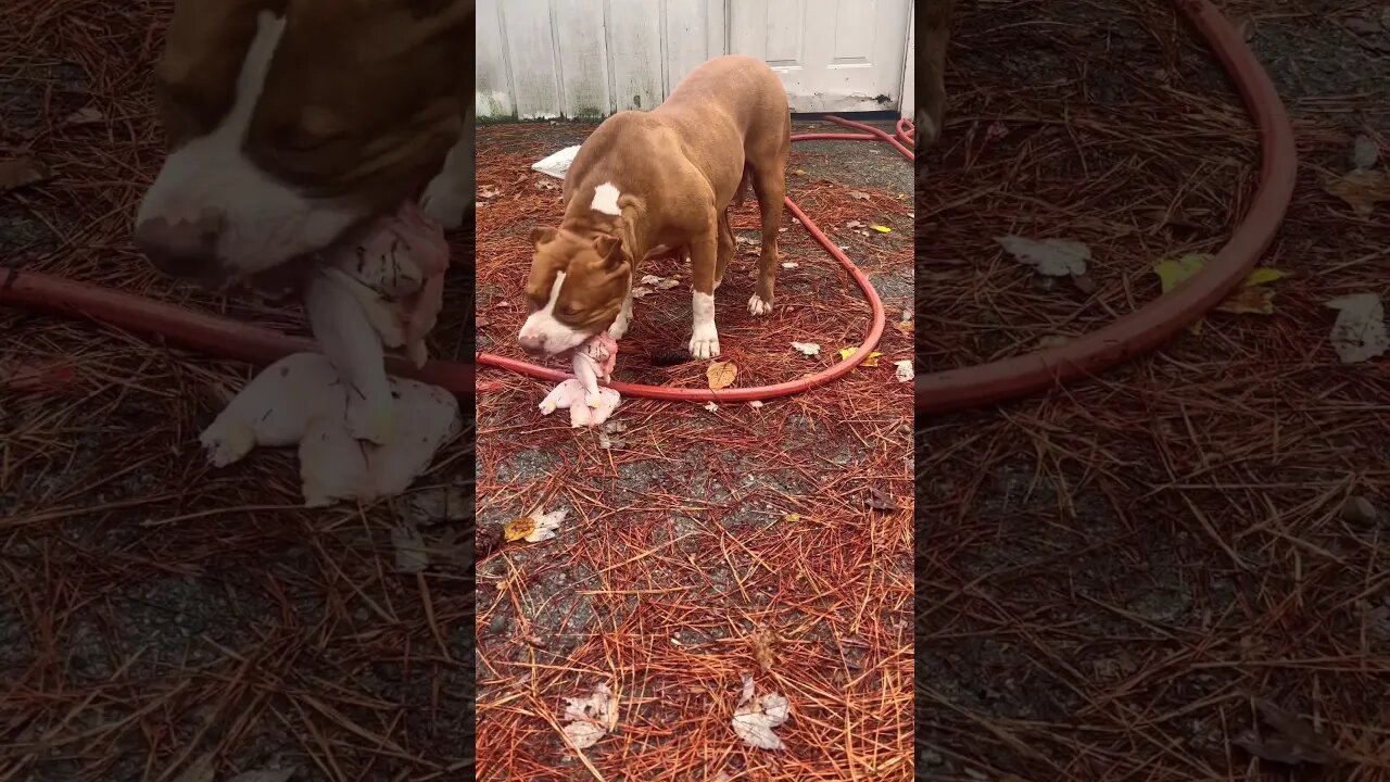 Pitbull Devoured Raw Chicken 🍗 #burrnationk9s #pitbulls #dogs
